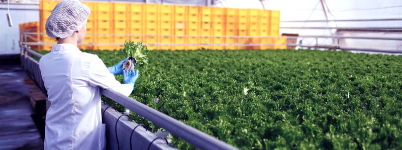 Qualifikationen und Kompetenzen, um in der Lebensmittelindustrie zu arbeiten